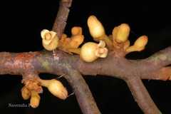 Myristica dactyloides